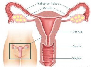 Femal Reproductive System